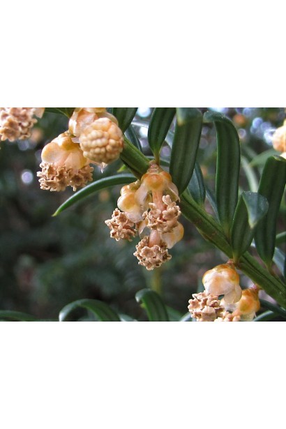 Тис ягідний Топіар Куля квіти